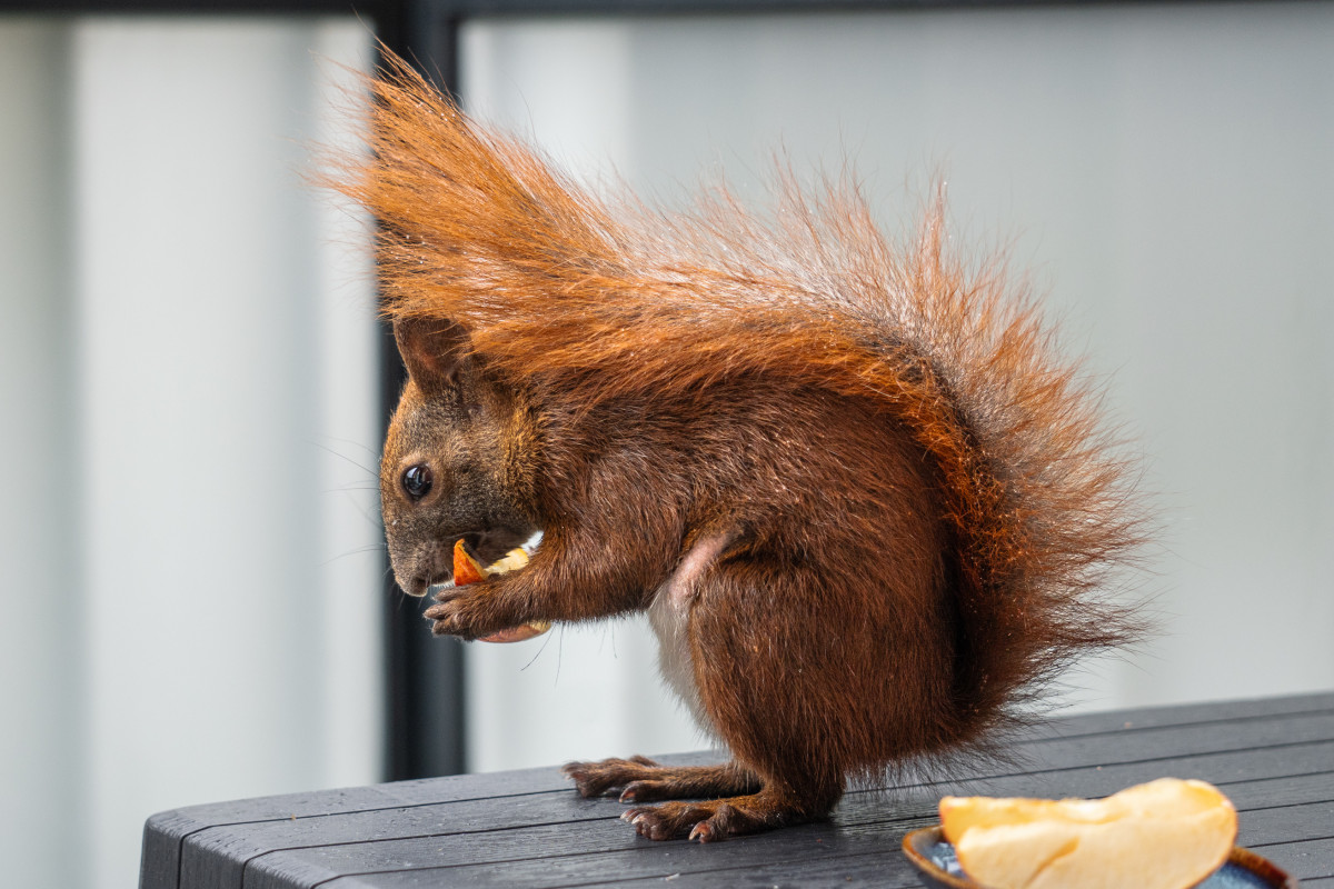 Eichhörnchen Einstein frisst ein Stück Apfel und hat den Schwanz als Regenschutz über den Rücken gelegt.