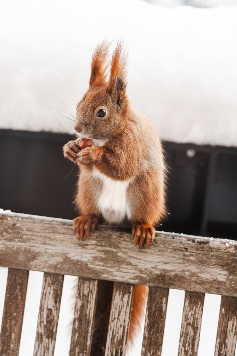 Eichhörnchen Mini frisst im Schnee