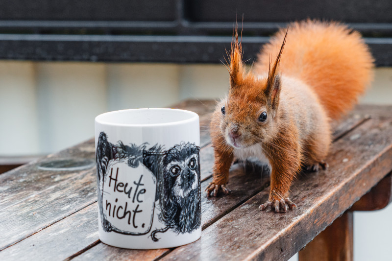 Ein rotes Eichhörnchen mit nassem Fell nähert sich auf einem nassen Holztisch einer Tasse.