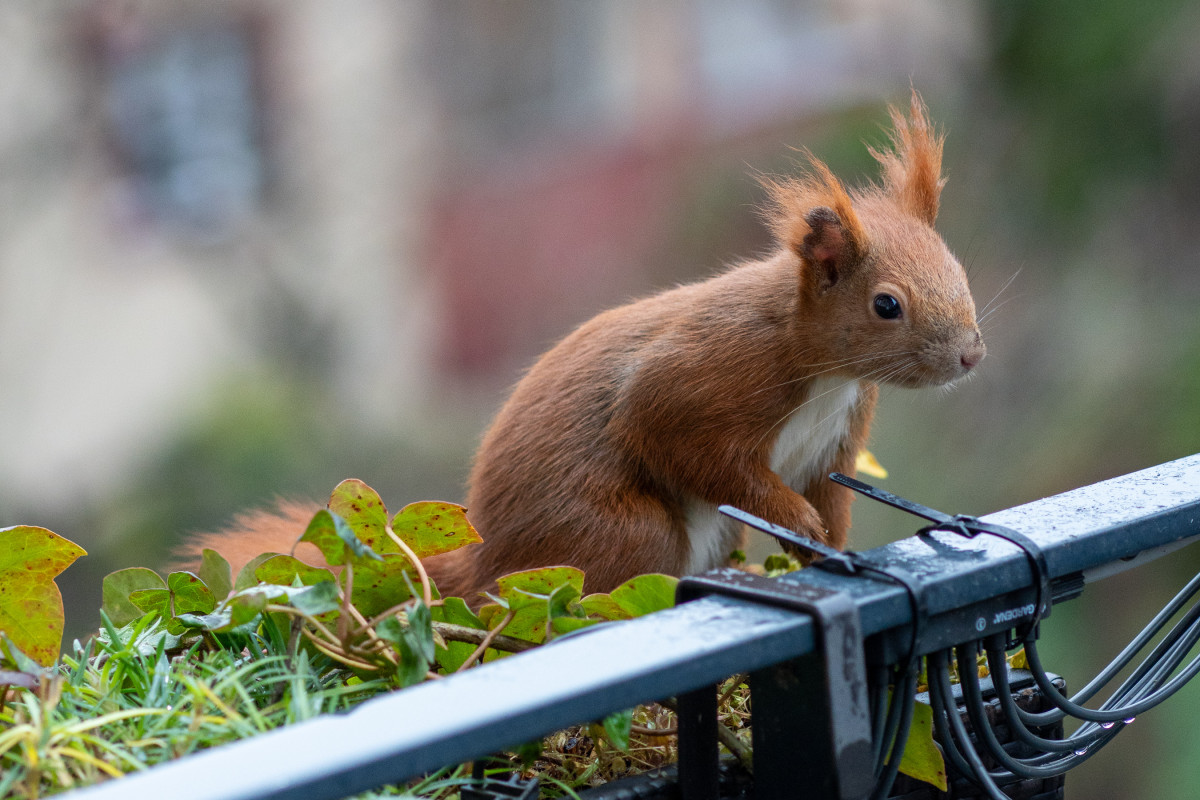 Ein rotes Eichhörnchen sitzt aufrecht in einem Blumenkasten.