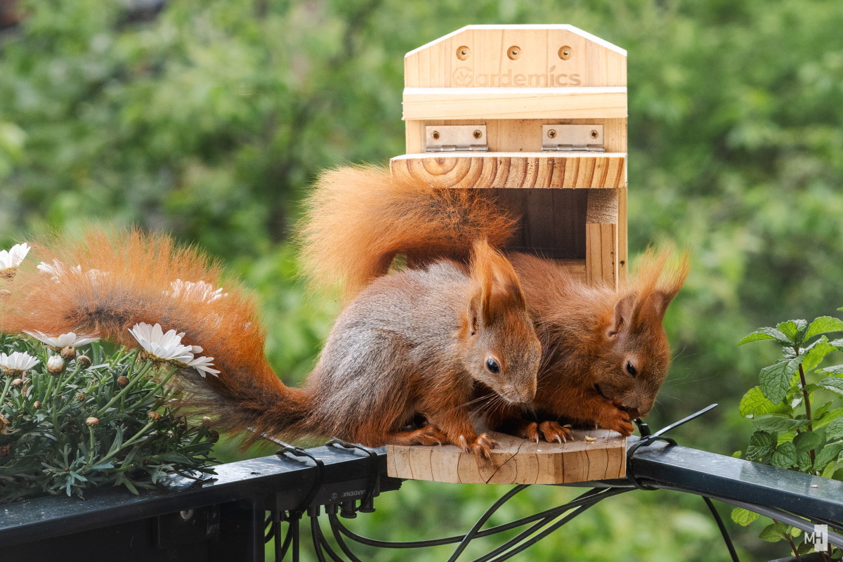 Zwei Eichhörnchen sitzen dicht beieinander auf einem kleinen Holzpodest vor einem Futterhaus, umgeben von zarten weißen Blüten. Das eine knabbert konzentriert an einer Nuss, während das andere neugierig daneben sitzt. Ihre buschigen Schwänze wirken wie flauschige Feuerbälle im sanften Grün des Hintergrunds. Ein stiller Moment voller Lebendigkeit und Naturverbundenheit.