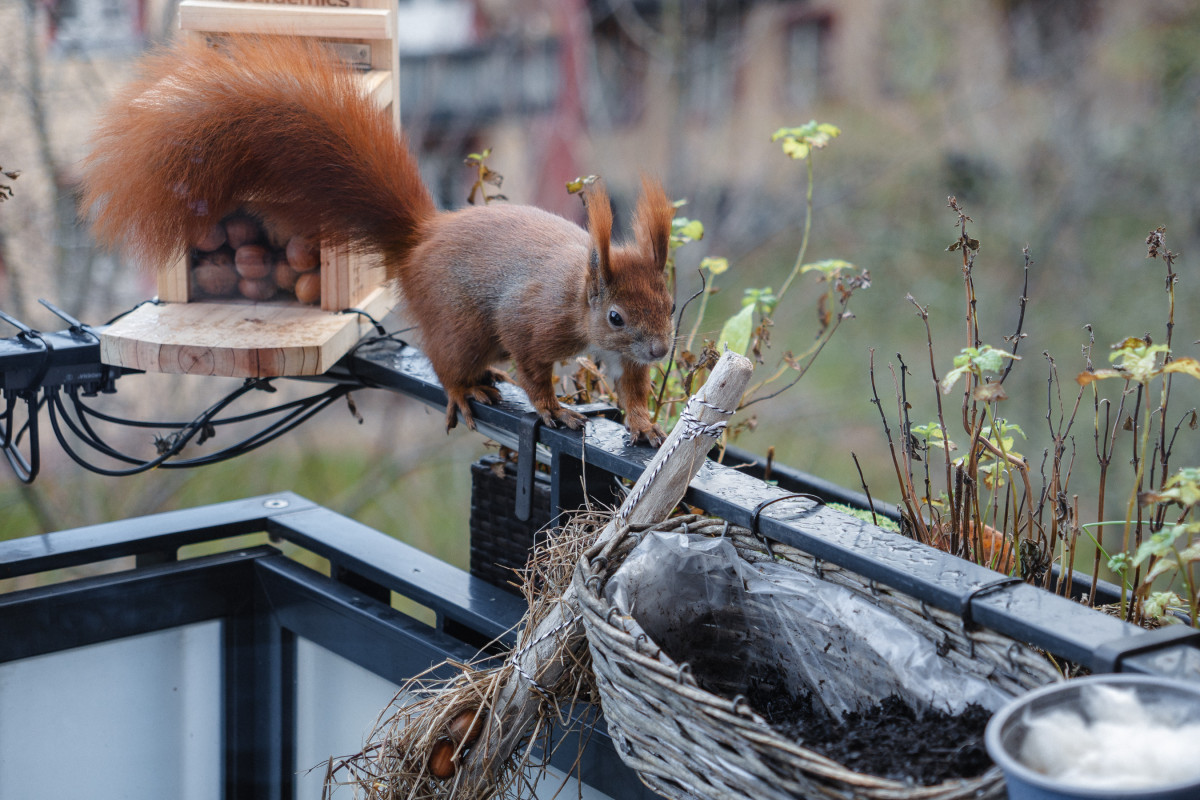 Ein rotes Eichhörnchen läuft auf einer Balkonreling entlang.