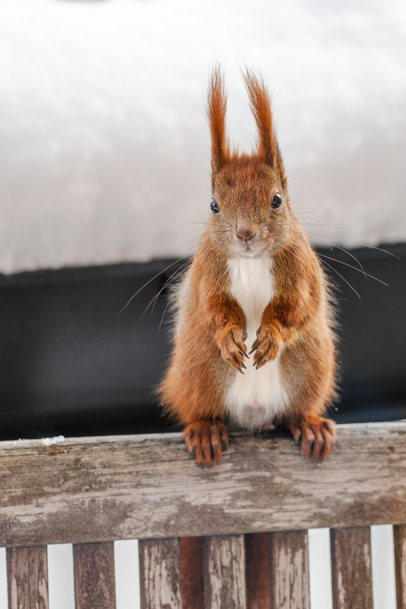 Eichhörnchen Mini sitzt auf dem Stuhl und schaut in die Kamera