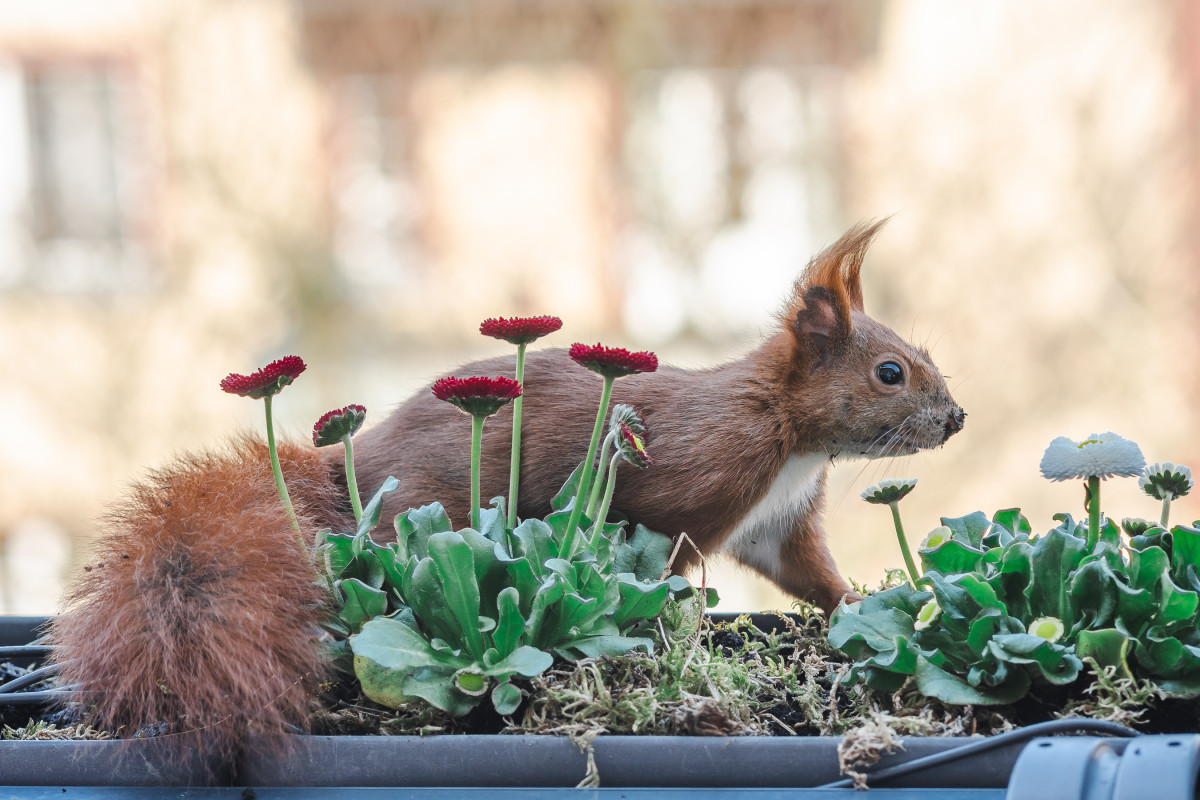 Ein rotes Eichhörnchen läuft in einem Blumenkasten zwischen Gänseblümchen.