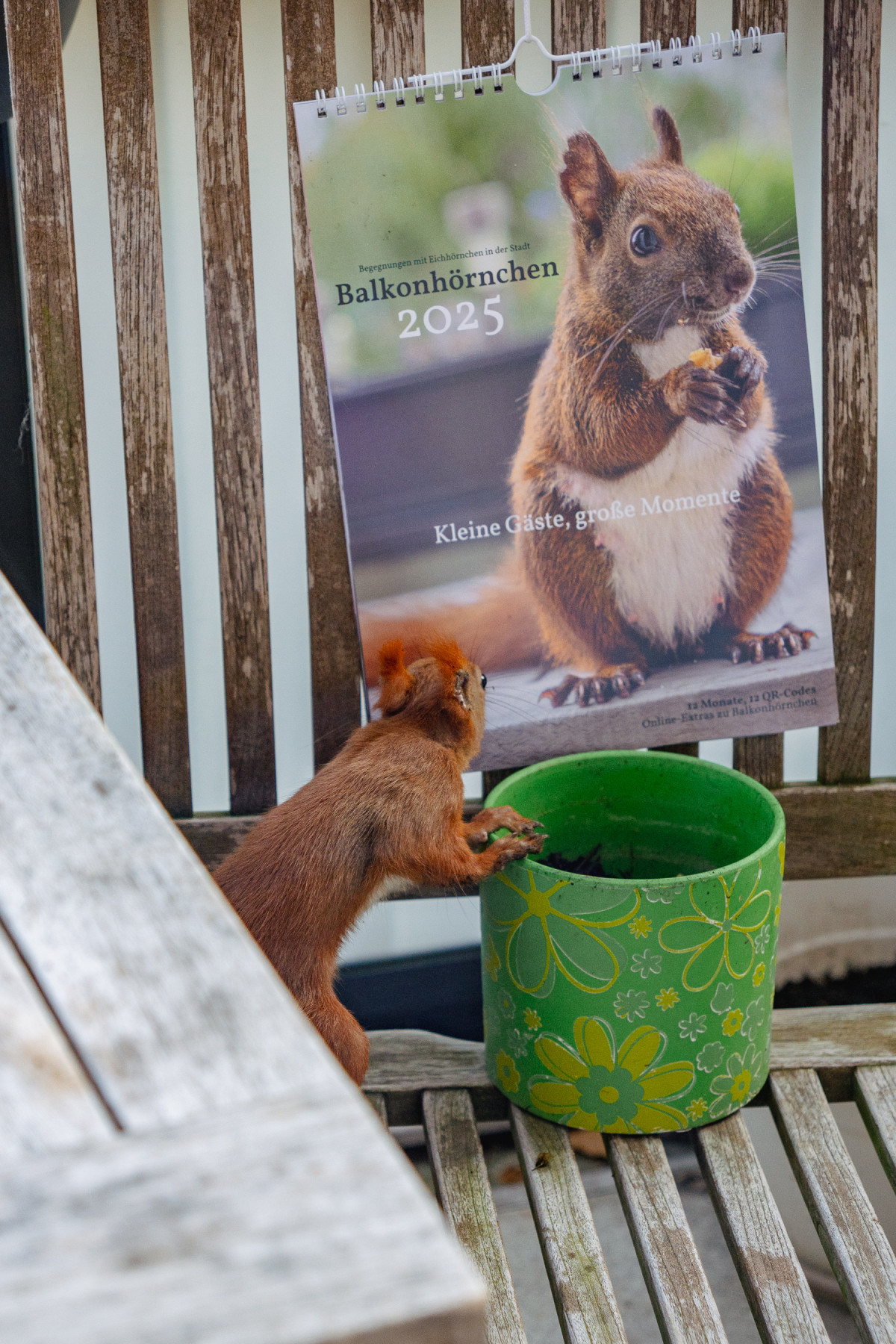 Ein Eichhörnchen schnuppert am Kalender