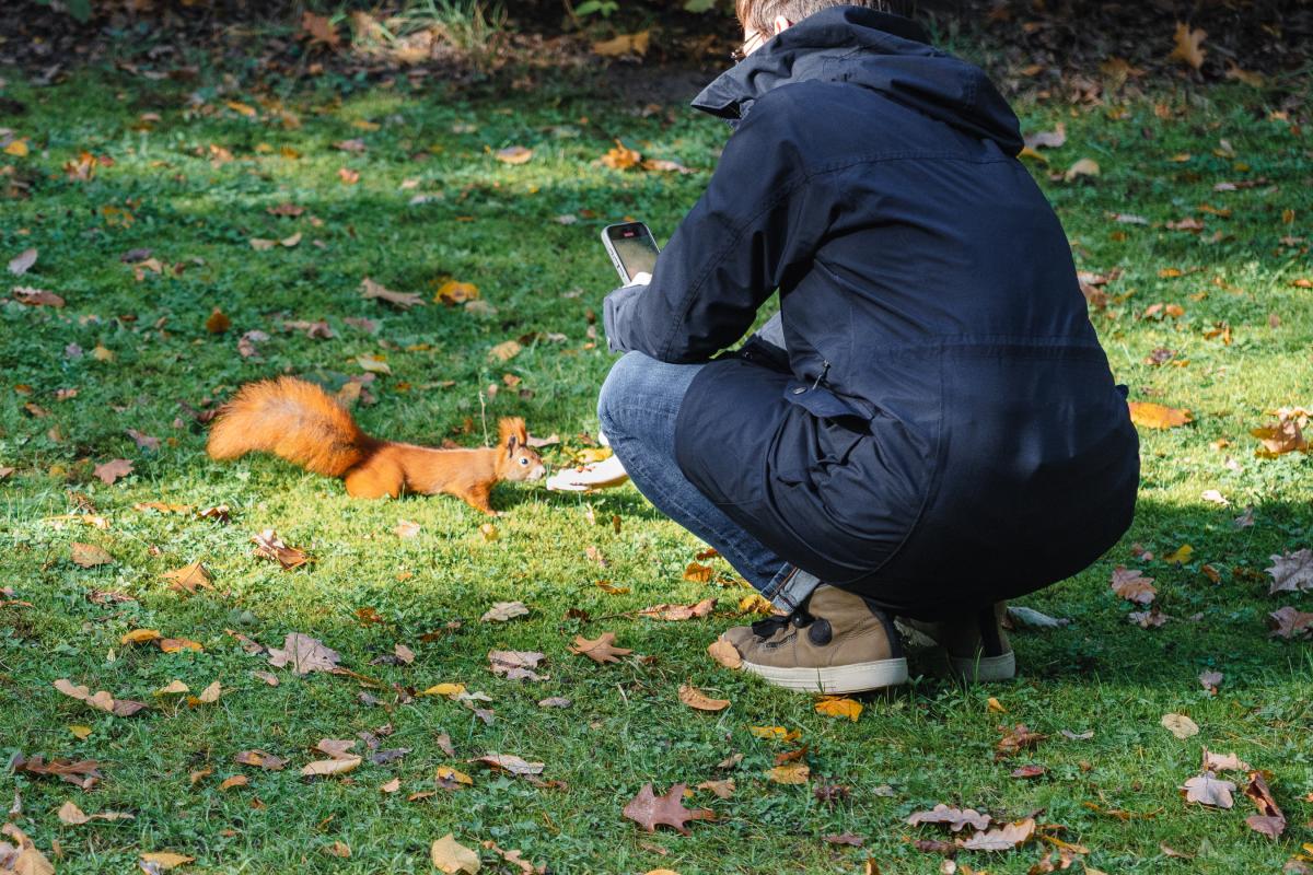 Ich hocke mit dem iPhone auf einer Wiese. Ein Eichhörnchen macht sich lang um eine Nuss aus der Hand zu nehmen.