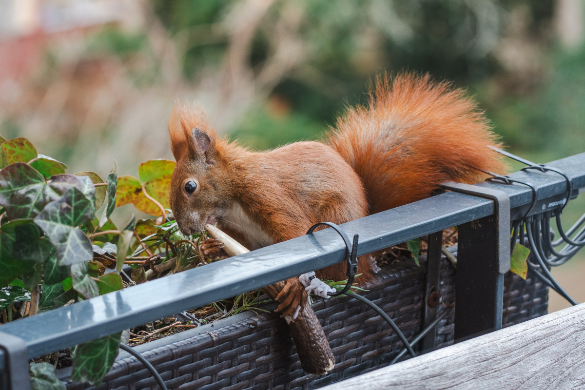 Ein rotes Eichhörnchen sitz in einem Blumenkasten und knabbert an einem Geweihstück.