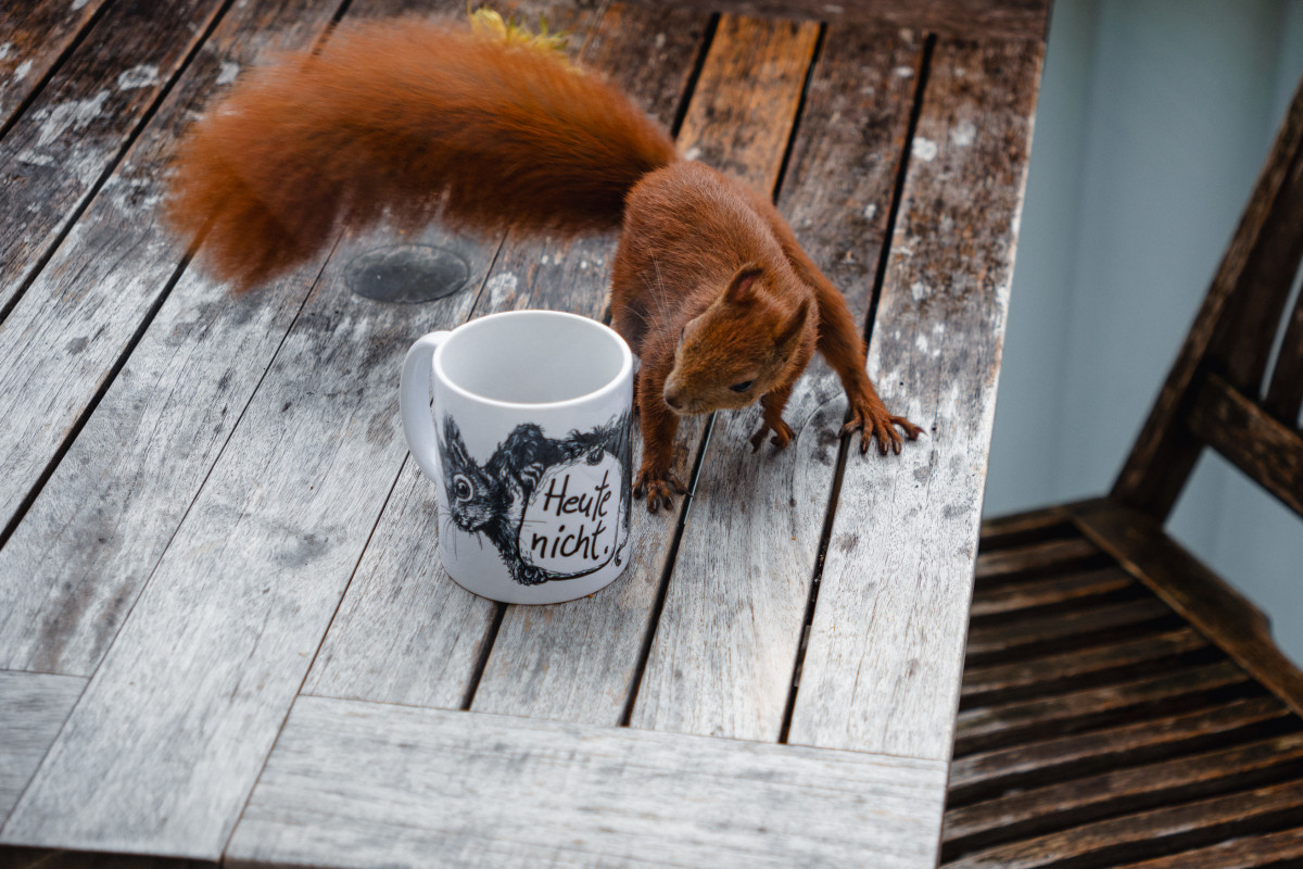 Eichhörnchen Mini beschnuppert auf dem Tisch die "Heute nicht." Tasse.