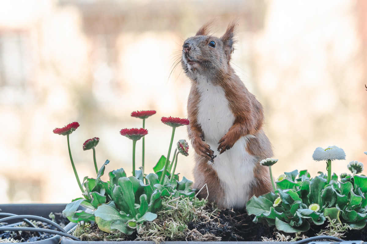 Ein rotes Eichhörnchen steht aufrecht in einem Blumenkasten zwischen Gänseblümchen.