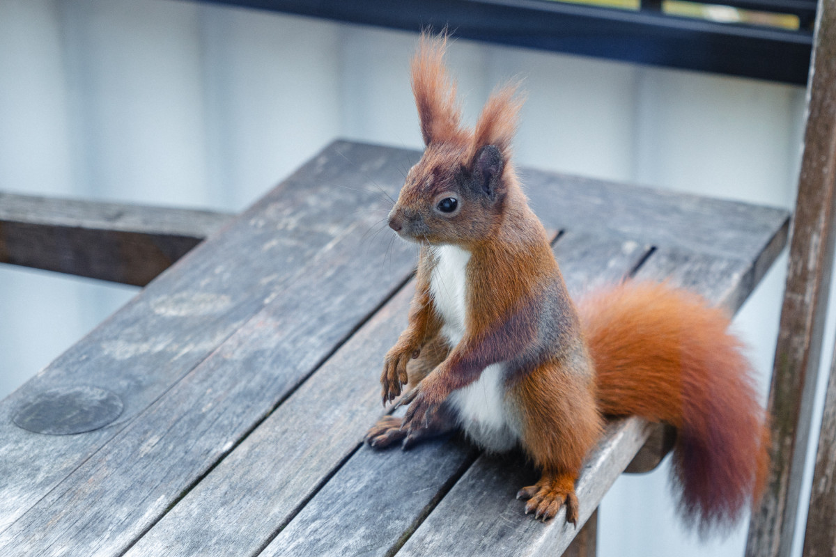 Ein rotes Eichhörnchen sitzt aufrecht auf einem nassen Tisch. Es hat Winterfell und lange Ohrpuschel.