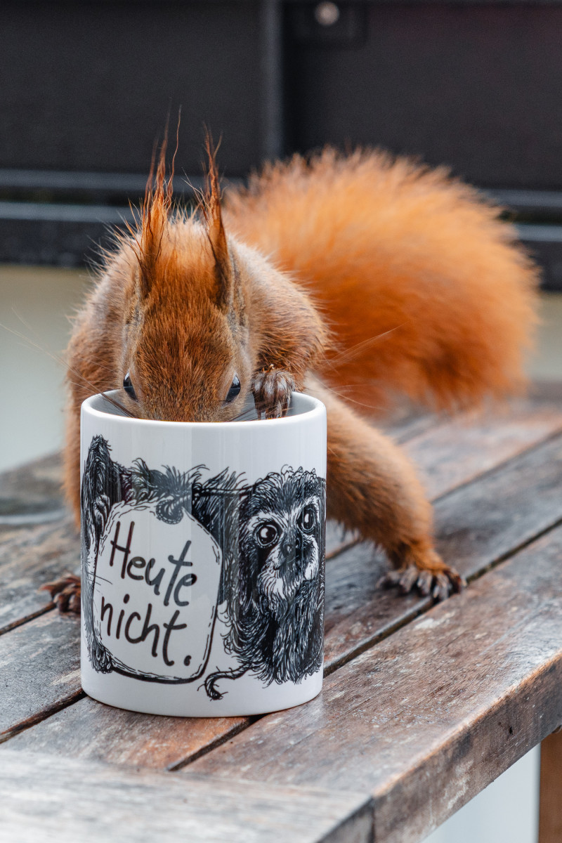 Ein rotes Eichhörnchen mit nassem Fell steckt die Schnauze in eine Tasse.