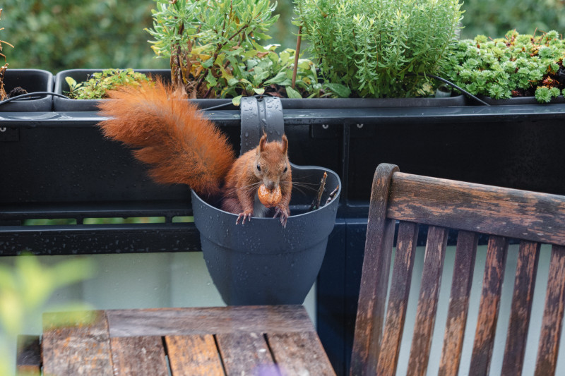 Eichhörnchen Mini mit einer Walnuss im Maul klettert aus einem Blumenkasten