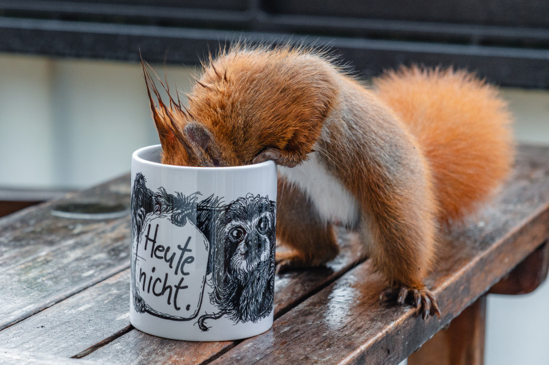 Ein rotes Eichhörnchen mit nassem Fell steckt die Schnauze in eine Tasse.