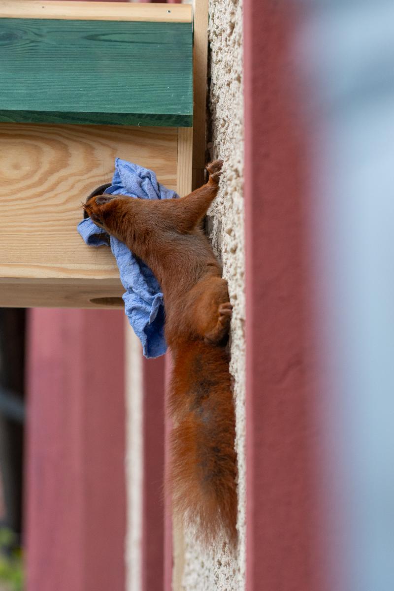 Ein rotes Eichhörnchen klettert mit einem Lappen im Maul an einer Hauswand zu einem Kobel und steckt den Lappen samt Kopf in das Loch.