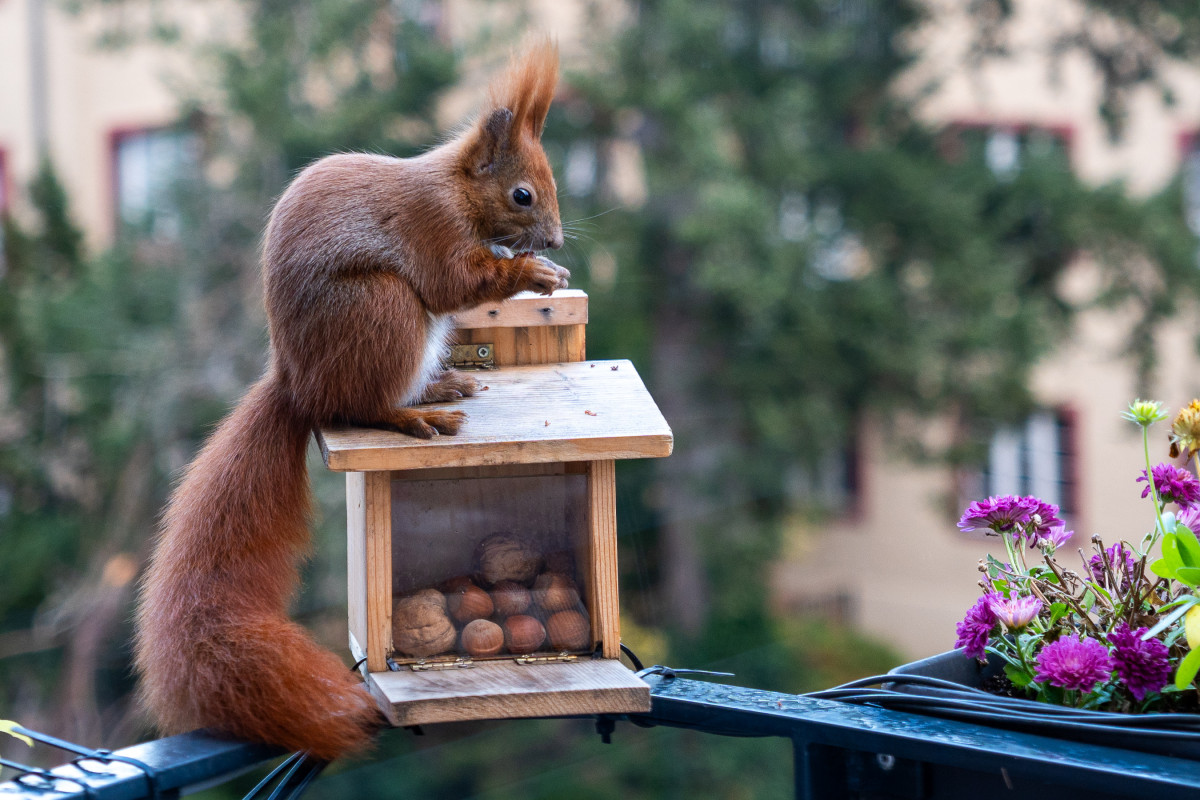 Ein rotes Eichhörnchen sitzt fressend auf einem Futterhaus.