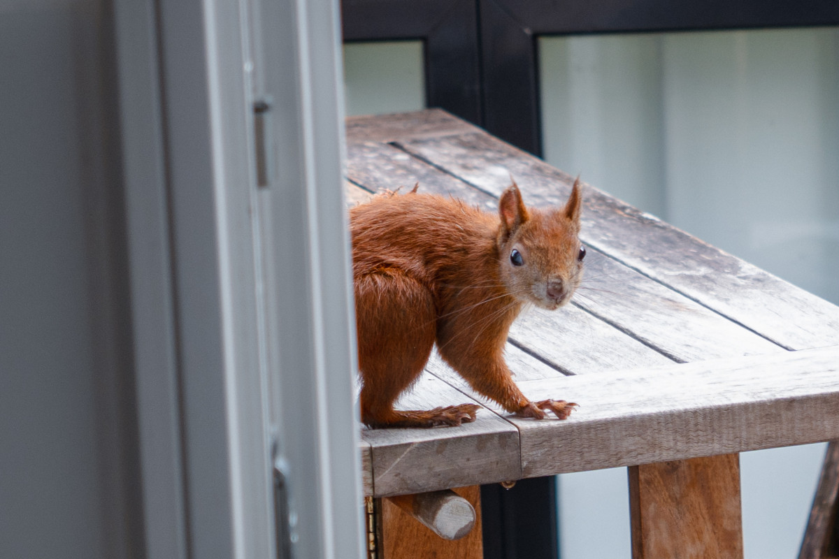 Eichhörnchen Mini sitzt auf dem Tisch und schaut in die Kamera.