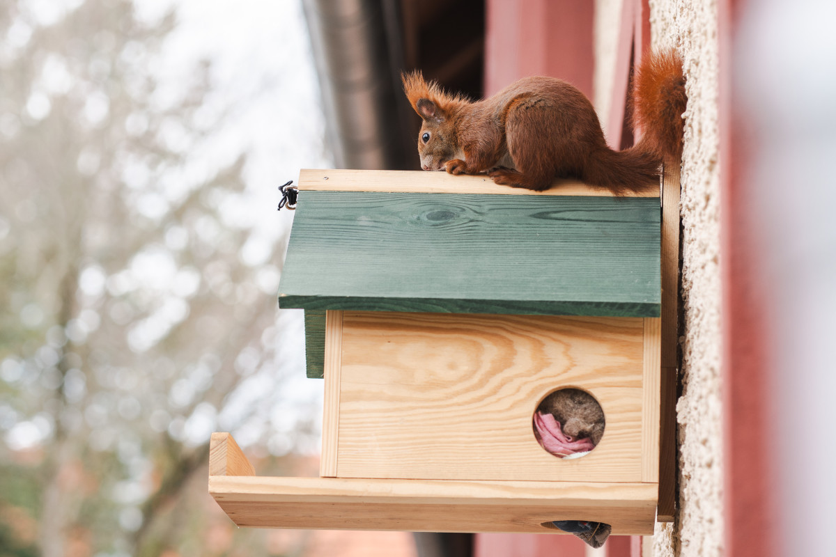 Ein rotes Eichhörnchen sitzt auf einem Holzhaus, das an einer Hauswand hängt.