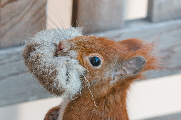 Auch Eichhörnchen hamstern