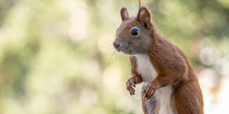 Ein Eichhörnchen steht aufrecht auf einer Balkonballustrade