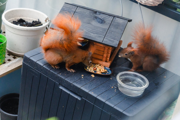 Mut und Taktik: Zwei Hörnchen, ein Balkon