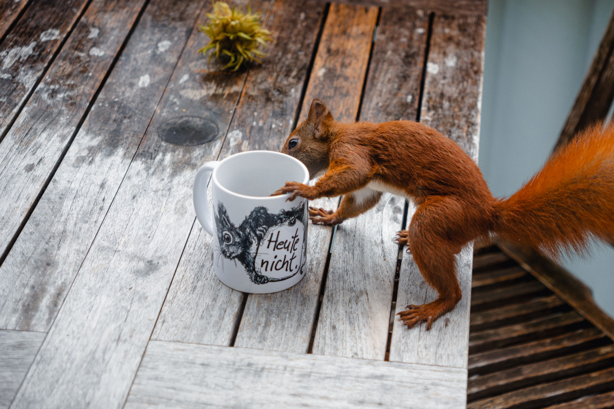 Eichhörnchen Mini beschnuppert auf dem Tisch die Heute nicht. Tasse.