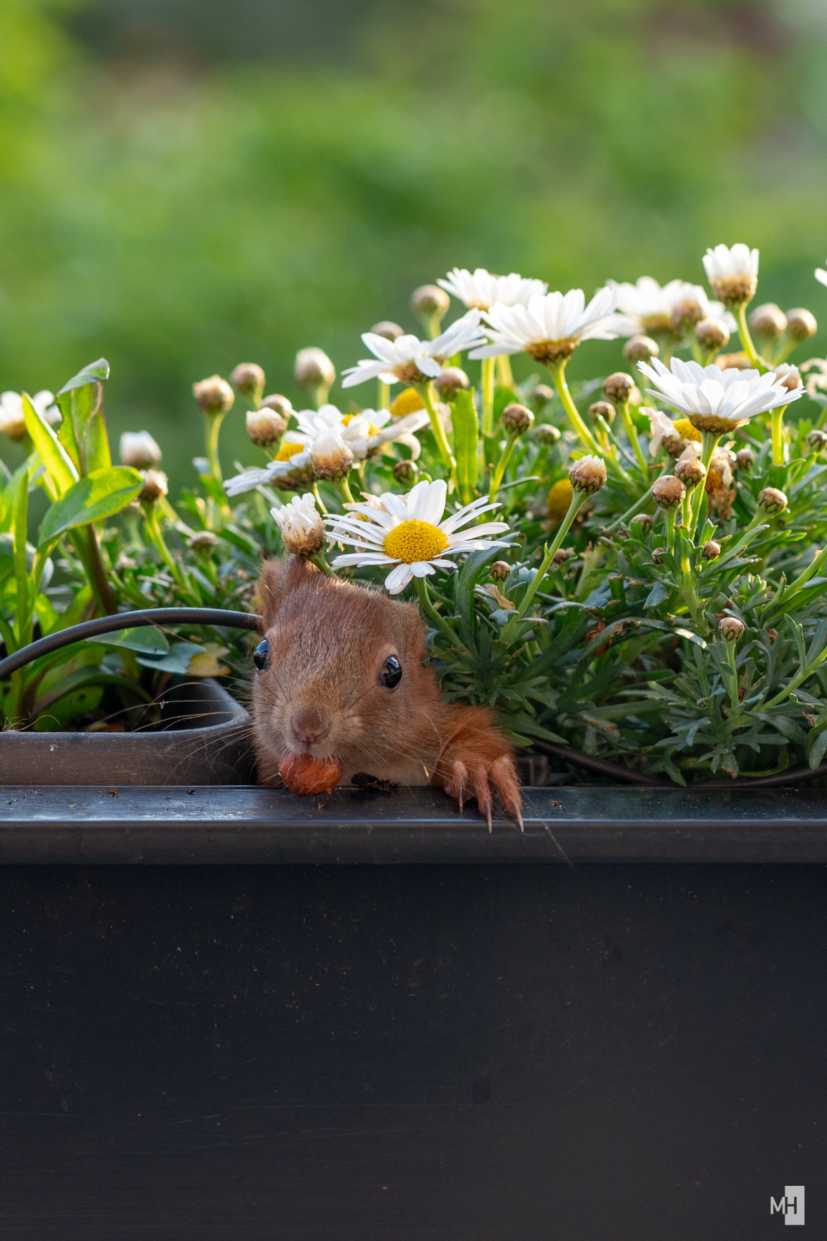 Der Kopf eines kleinen Eichhörnchens schaut unter Blumen hervor.