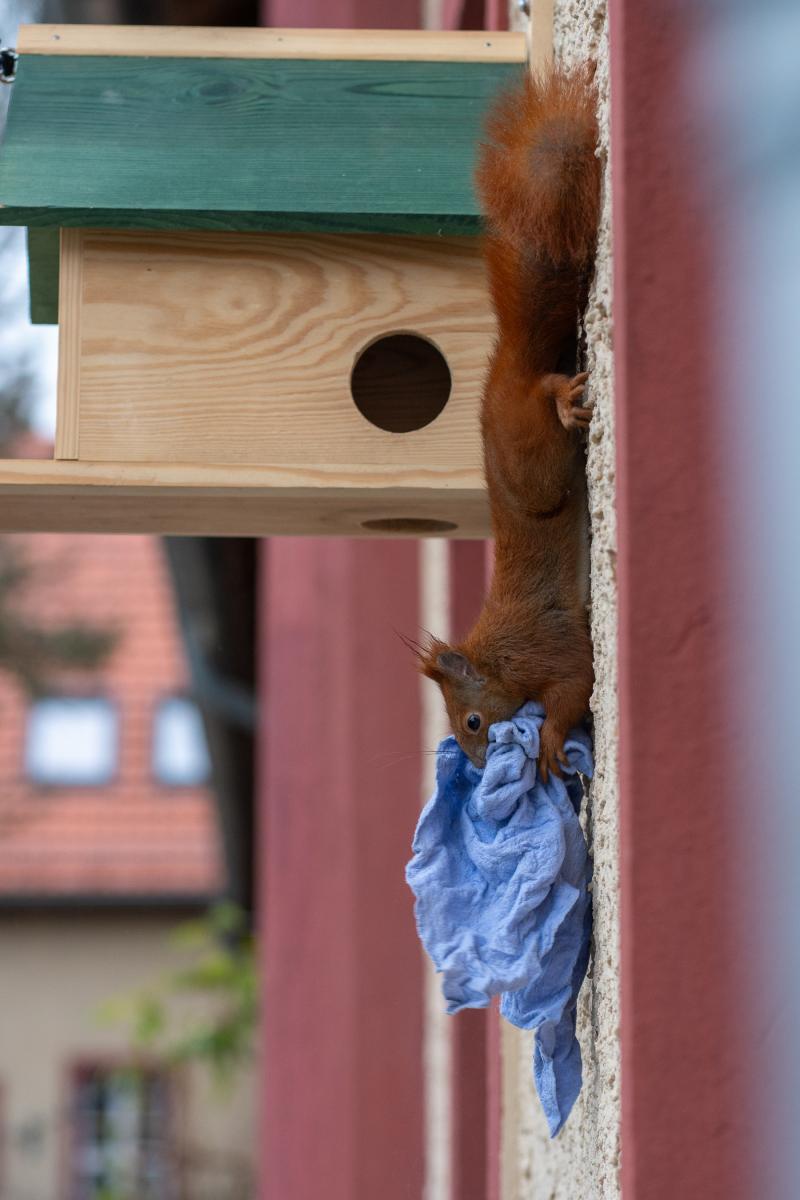 Ein rotes Eichhörnchen hängt mit einem Lappen im Maul an einer Hauswand.