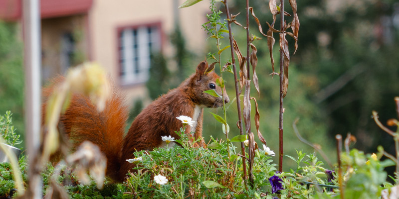 Eichhörnchen Mini sitzt inmitten von Blumen in einem Blumenkasten.