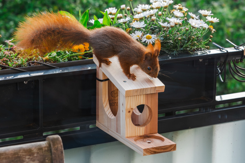Alfi schaut sich das neue Haus an.