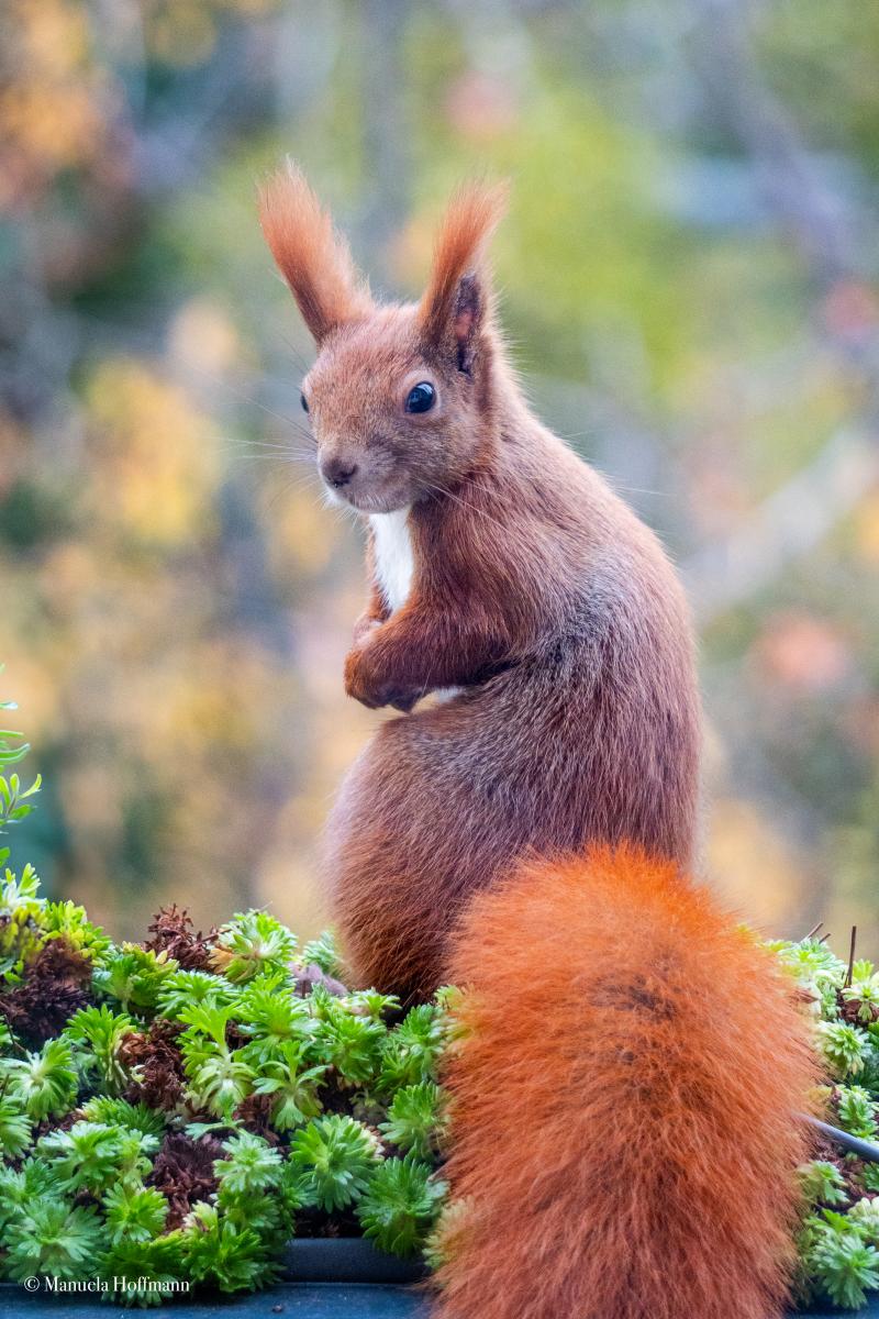 Eichhörnchen Mini steht in einem Blumenkasten und schaut in die Kamera.