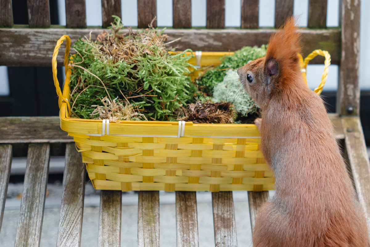 Ein rotes Eichhörnchen sitzt vor einem Korb mit Moos.