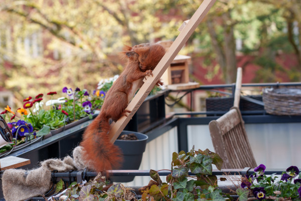 Baby Eichhörnchen klettern zum ersten Mal auf den Balkon