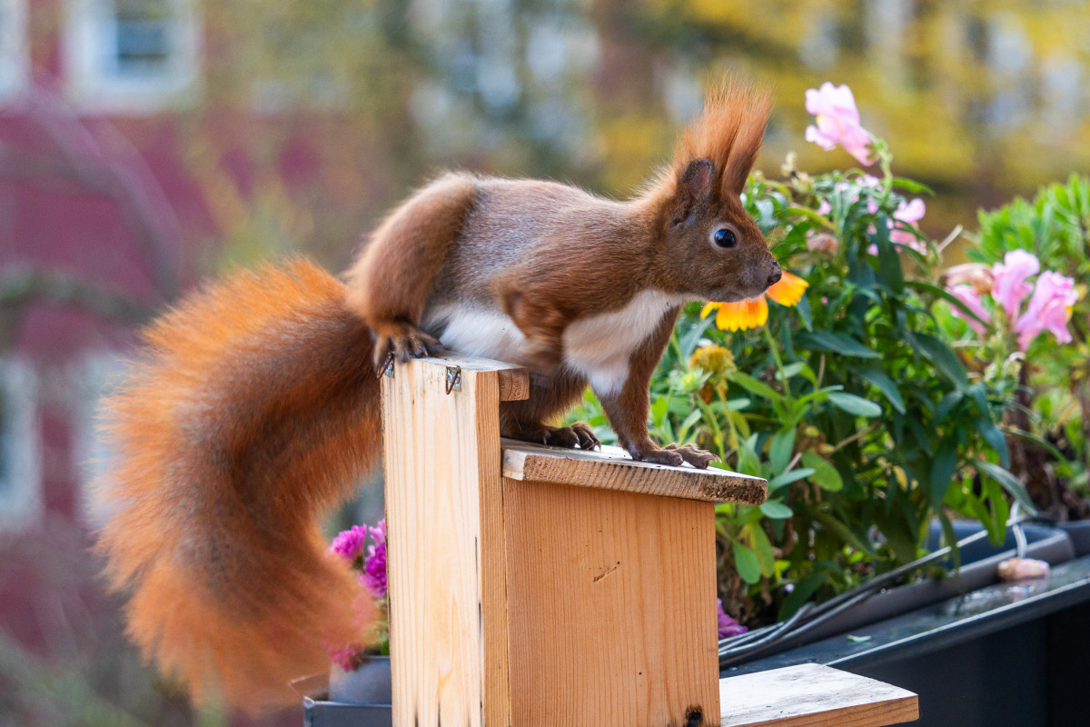 Ein rotes Eichhörnchen sitzt auf einem Futterhaus.