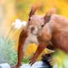 Ein neues Balkonhörnchen