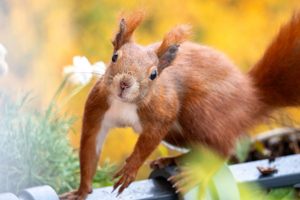 Ein neues Balkonhörnchen