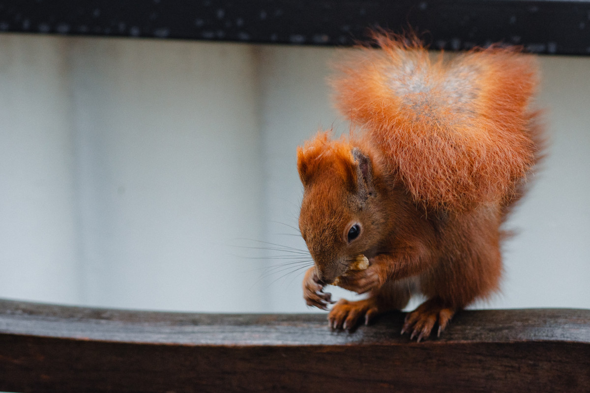 Ein rotes Eichhörnchen sitzt auf einer Holzlehne und frisst eine Walnuss.