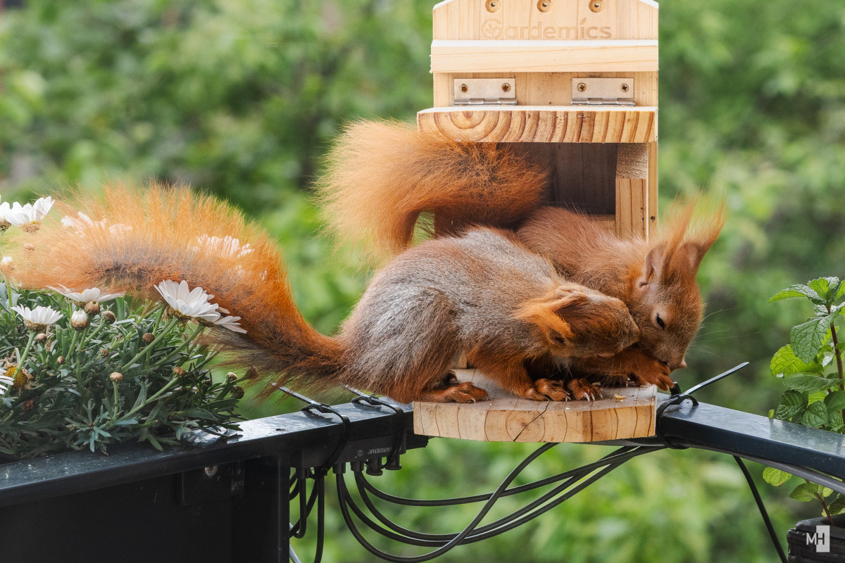 Zwei Eichhörnchen sitzen dicht beieinander auf einem kleinen Holzpodest vor einem Futterhaus, umgeben von zarten weißen Blüten. Das eine knabbert konzentriert an einer Nuss, während das andere neugierig daneben sitzt. Ihre buschigen Schwänze wirken wie flauschige Feuerbälle im sanften Grün des Hintergrunds. Ein stiller Moment voller Lebendigkeit und Naturverbundenheit.