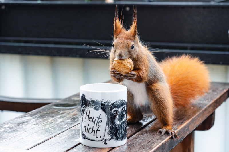 Ein rotes Eichhörnchen mit nassem Fell steht aufrecht mit einer Walnuss im Maul hinter einer Tasse.