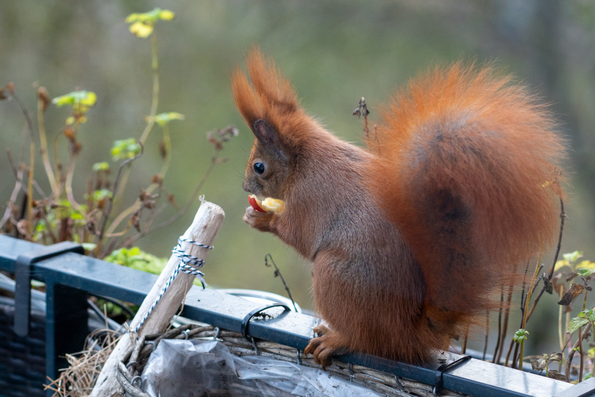 Ein rotes Eichhörnchen sitzt in einem Blumenkasten mit einer Apfelscheibe in den Pfoten und dem Maul.