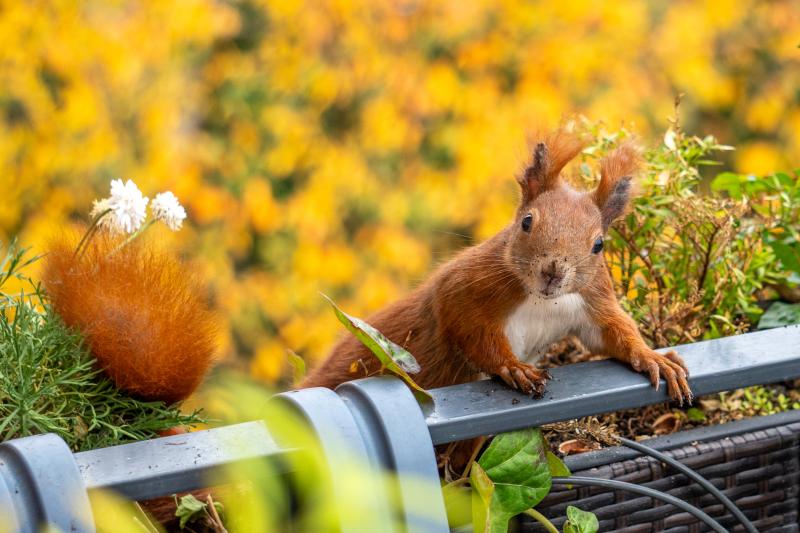 Eichhörnchen Lumi geht sich interessiert über die Balkonbalustrade.