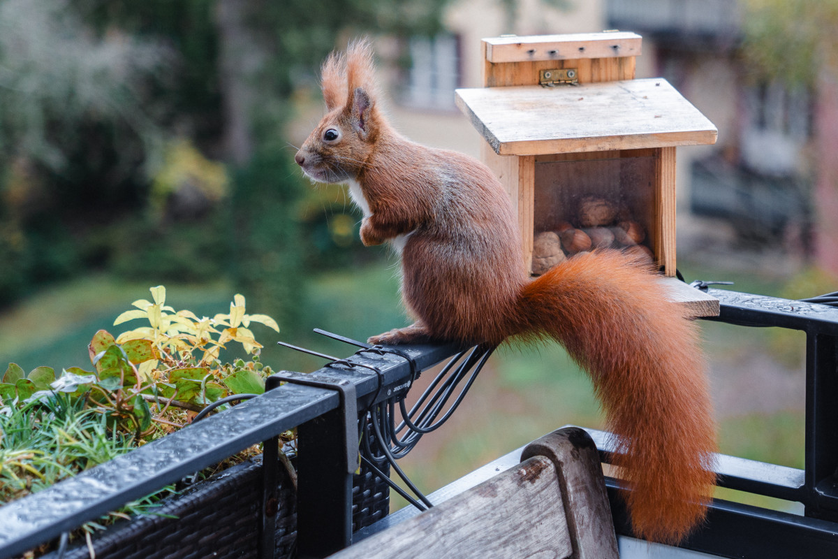 Ein rotes Eichhörnchen sitzt aufrecht auf einer Balkonreling und schaut interessiert.