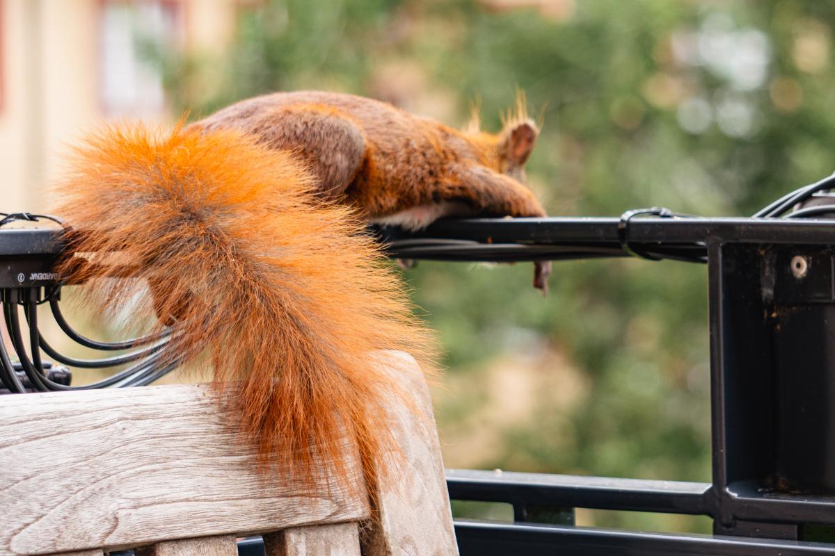 Eichhörnchen Einstein liegt entspannt auf der Balkonbalustrade und schaut in den Hof.