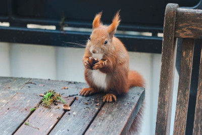 Eichhörnchen Lumi sitzt aufrecht auf dem Holztisch und frisst eine Haselnuss. Ringsum liegen Stücke von Balkonpflanzen.