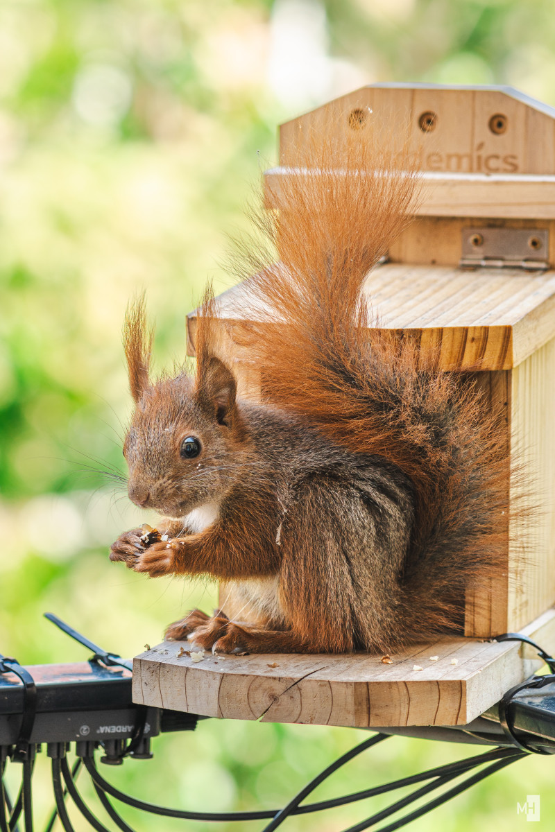 Alfi frisst vor einem Futterhaus