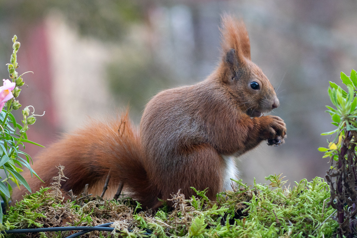 Ein rotes Eichhörnchen sitzt in einem Blumenkasten mit einer Nuss in den Pfoten und dem Maul. Es frisst.