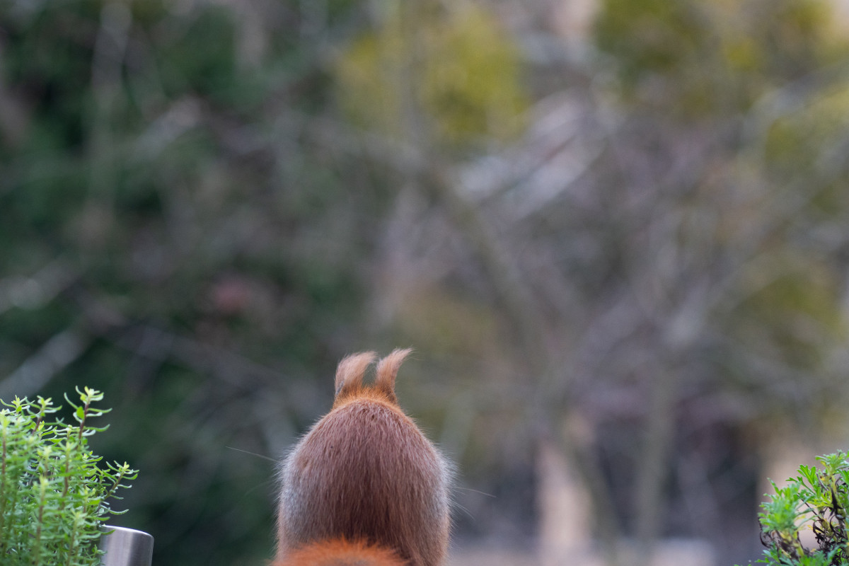 Ein rotes Eichhörnchen sitzt in einem Blumenkasten mit dem Rücken zur Kamera.