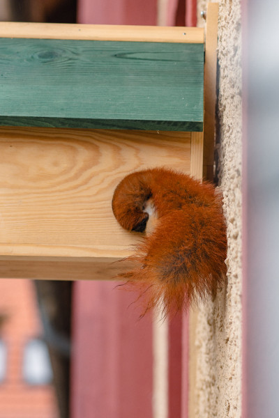 Der Schwanz eines Eichhörnchens schaut aus der runden Öffnung eines Holzkobels heraus.