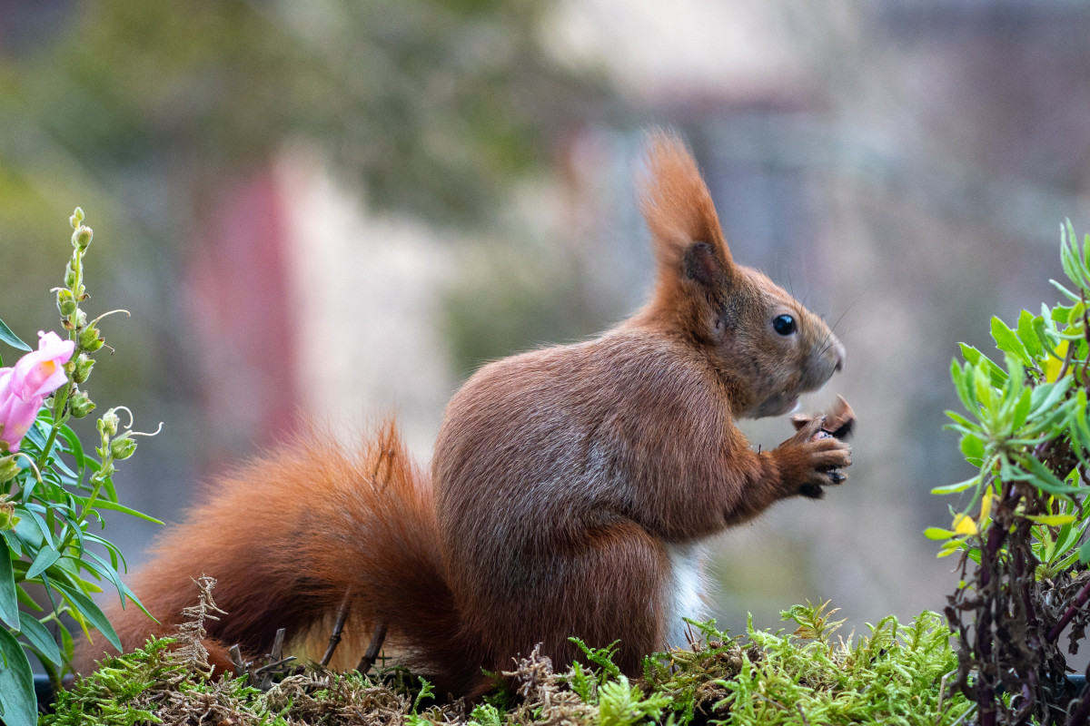 Ein rotes Eichhörnchen sitzt in einem Blumenkasten mit einer Nuss in den Pfoten und dem Maul. Ein Stück Nussschale ist abgesplittert.