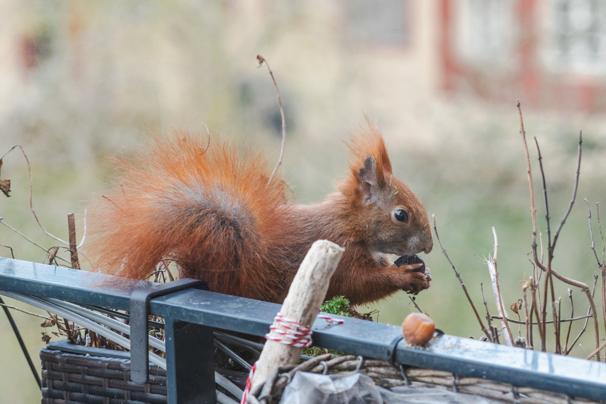 Ein rotes Eichhörnchen sitzt in einem Blumenkasten und frisst eine Nuss.