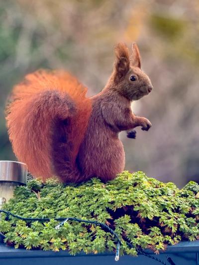 Eichhörnchen Einstein steht aufrecht in eurem Blumenkasten und schaut nach rechts